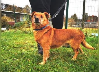 Moritz, Mischling, geb. 2015, freundlicher kleiner Hundemann hat ein schöns Zuhause verdient