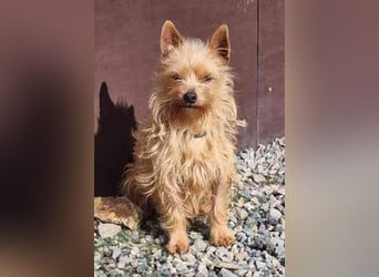 Giovanni, Terriermix, geb. 2020, sucht erfahrene Besitzer