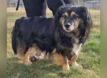 Buddy, Mischling, geb. 2018, hundeverträglich