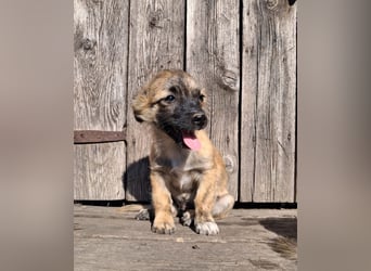Winston sucht eine Für-immer-Familie