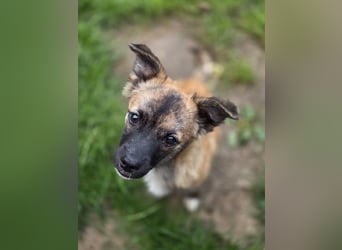 Winston sucht eine Für-immer-Familie