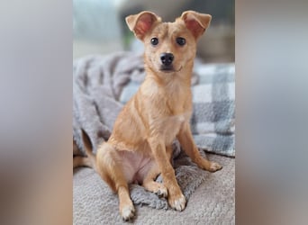 Kleine Merry sucht ein Zuhause