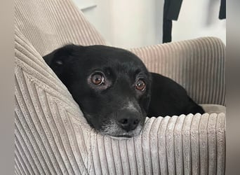 Monty sucht ein Für-immer-Zuhause