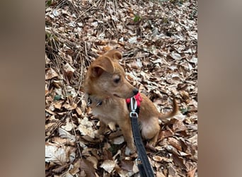 Kleine Merry sucht ein Zuhause