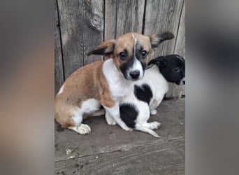 Hundekind Hannah braucht Sicherheit