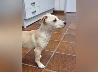 Kleiner süßer Predrag