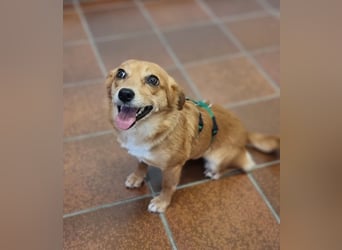 Niedliche Inja in Hennef sucht ein Zuhause