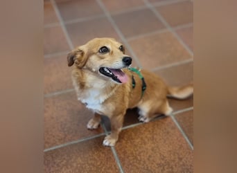 Niedliche Inja in Hennef sucht ein Zuhause