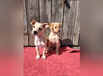 Kleiner süßer Predrag