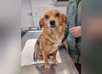 Niedliche Inja in Hennef sucht ein Zuhause