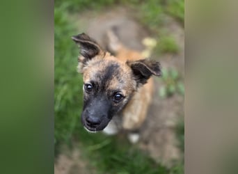 Winston sucht eine Für-immer-Familie