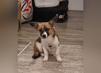 Hundekind Hannah braucht Sicherheit