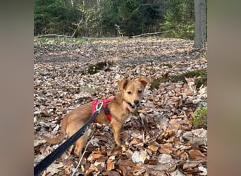 Kleine Merry sucht ein Zuhause