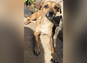 Zauberhafte kleine Rosé