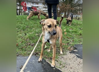 Zauberhafte kleine Rosé