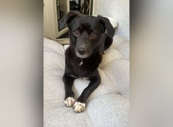 Monty sucht ein Für-immer-Zuhause