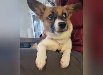 Hannah, kleine Hündin sucht Sicherheit