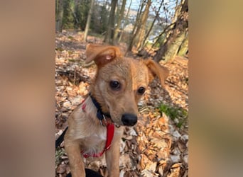 Kleine Merry sucht ein Zuhause