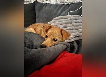 Kleine Merry sucht ein Zuhause