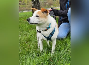 Tinto sucht ein Für-immer-Zuhause