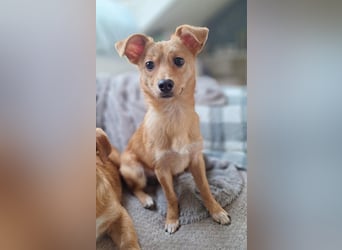 Kleine Merry sucht ein Zuhause