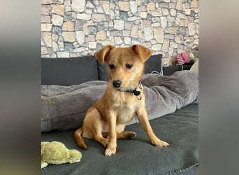 Kleine Merry sucht ein Zuhause