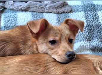 Kleine Merry sucht ein Zuhause