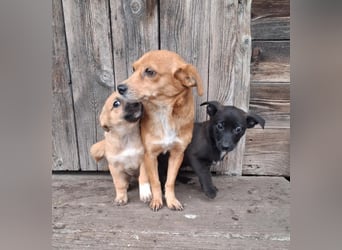 Niedliche Inja in Hennef sucht ein Zuhause