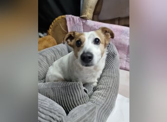 Lieber älterer Rüde Jack sucht ein Zuhause