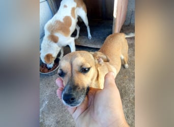 Zauberhafte kleine Rosé