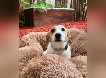 Lieber älterer Rüde Jack sucht ein Zuhause