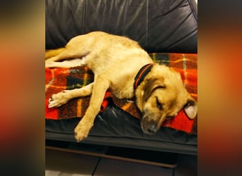 Tinto sucht ein neues Zuhause