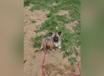 Winston sucht eine Für-immer-Familie