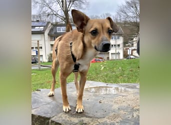 Zauberhafte kleine Rosé