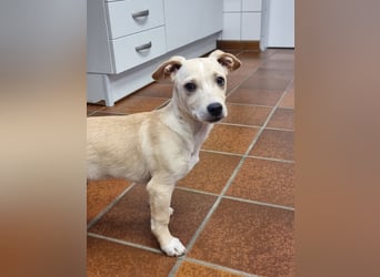 Kleiner süßer Predrag