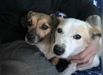 Tinto sucht ein Für-immer-Zuhause