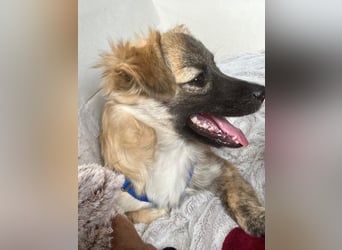 Niedlicher kleiner Wesley