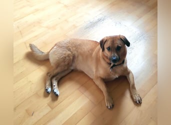 Tinto sucht ein neues Zuhause
