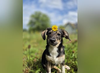 Niedliche kleine Ulla sucht eine Familie