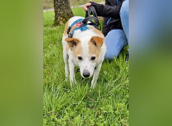 Tinto sucht ein Für-immer-Zuhause