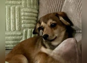 Bonnie sucht eine Familie, die ihr Sicherheit bietet