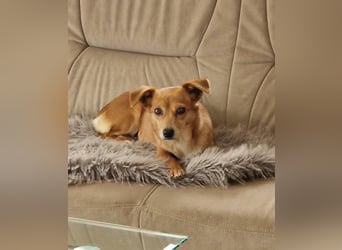 Niedliche Inja in Hennef sucht ein Zuhause