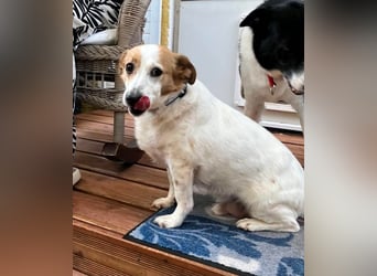 Lieber älterer Rüde Jack sucht ein Zuhause