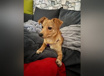 Kleine Merry sucht ein Zuhause