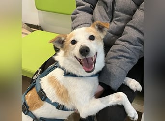 Tinto sucht ein Für-immer-Zuhause