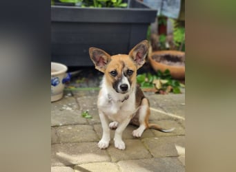 Hannah, kleine Hündin sucht Sicherheit