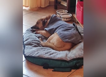 Tinto sucht ein neues Zuhause