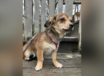 Bonnie sucht eine Familie, die ihr Sicherheit bietet