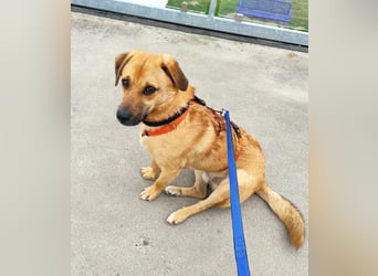 Tinto sucht ein neues Zuhause