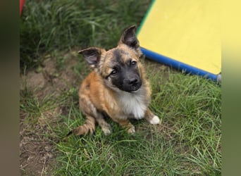 Winston sucht eine Für-immer-Familie